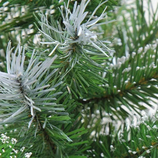 Albero Natele Dimensioni Varie Specifiche Atmosfera Natalizia addobbi Per La Casa Colore Verde Facile Da Montare - INTERIOR DREAM DESIGN