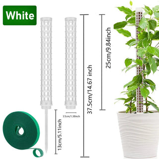 Bastone Supporto Pianta Rampicante Colonna Composizione Floreale Decorazione Giardino-INTERIOR DREAM DESIGN